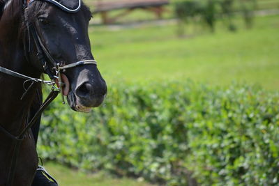 Close-up of a horse on field