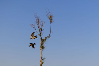 Low angle view of bird flying against clear blue sky