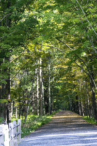 Road amidst trees in forest