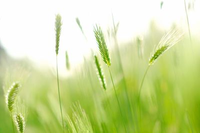 Close-up of crops growing on field