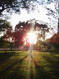 Sun shining through trees on grassy field