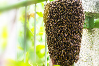 Close-up of bee on plant