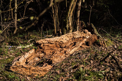 Trees growing in forest