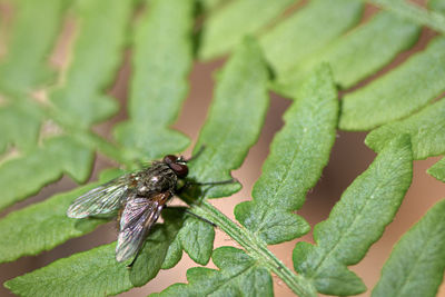 Close-up of fly on leaf