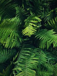 High angle view of fern leaves on land