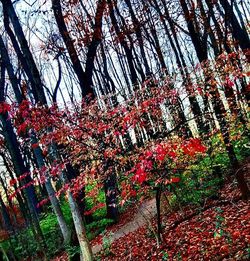 Plant growing on a tree