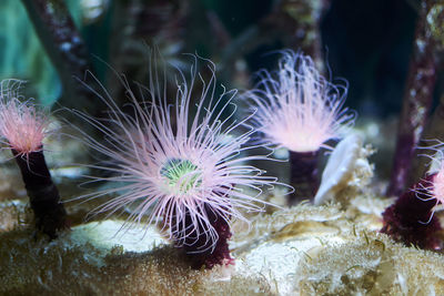Various brightly colored anemones, tentacles, dark background