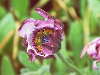 Close-up of purple flowers blooming outdoors