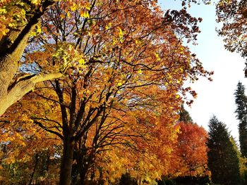 Low angle view of autumnal trees against sky