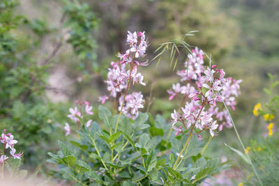 Close-up of purple flowering plant on field