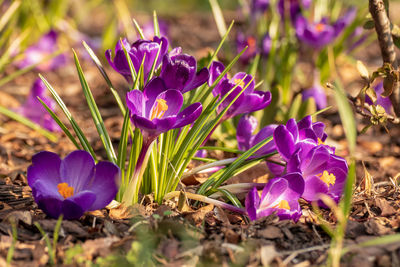 Close-up of purple crocus flowers on field
