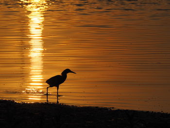 Bird on water at sunset