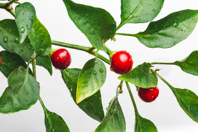 Close-up of red berries growing on tree