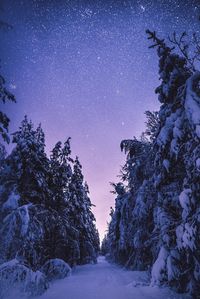 Snow covered land and trees against sky at night