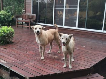 Portrait of dog standing on wood