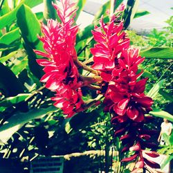 Close-up of red flower