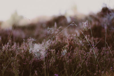 Close-up of purple flowering plants on field