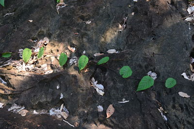 High angle view of plants