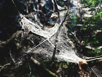 Close-up of spider web on tree trunk