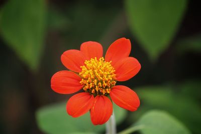 Close-up of red flower