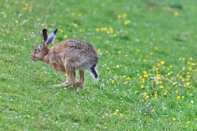 Hare running away