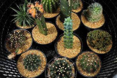 High angle view of potted plants