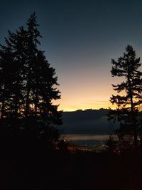 Silhouette of tree at sunset
