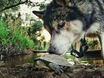 Close-up of wolf smelling tortoise by lake in forest