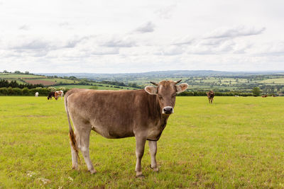 Cows in a field