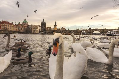 View of swans swimming in river