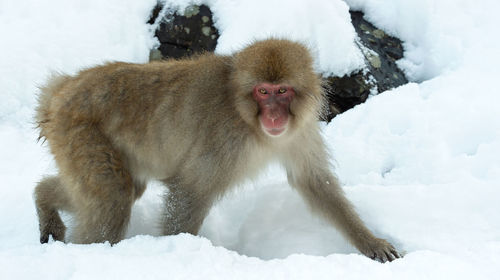 Monkey on snow covered landscape