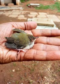 Close-up of a hand holding a bird