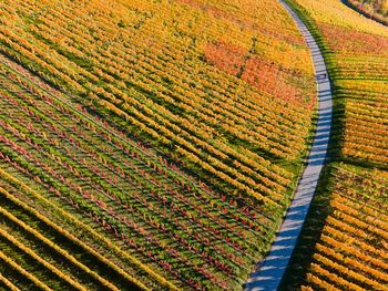 High angle view of corn field