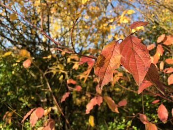 Low angle view of maple tree