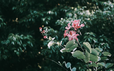 Close-up of pink flowering plant