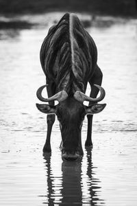 Mono blue wildebeest drinking from shallow stream