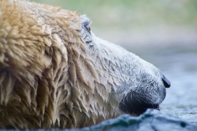 Close-up of polar bear 