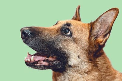 Close-up of dog against green background