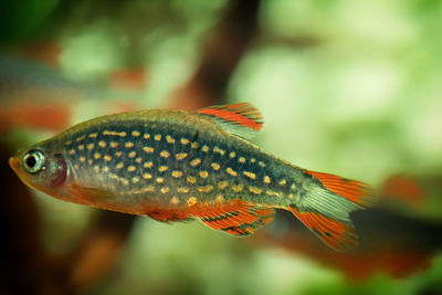 Close-up of fish swimming in sea