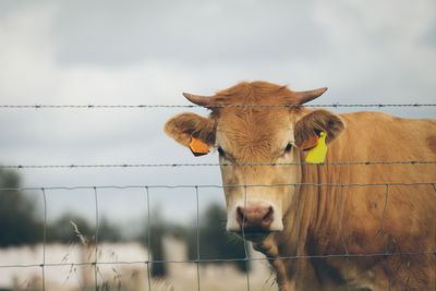 Portrait of cow at farm