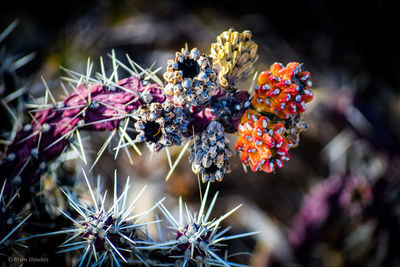 Close-up of flowering plant