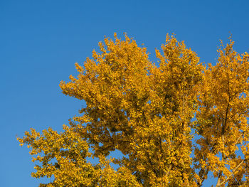 Low angle view of yellow flowering plants against clear blue sky