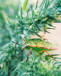 Close-up of insect on plant