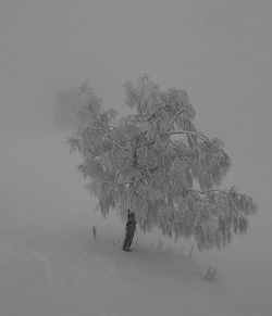 Tree in snow covered landscape