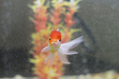 Close-up of oranda goldfish swimming in tank