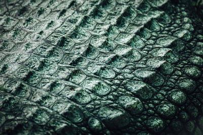 Full frame shot of crocodile