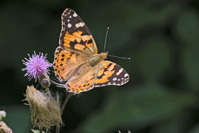 Close-up of butterfly pollinating on purple flower