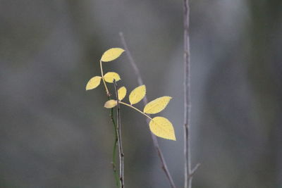 Close-up of yellow flowering plant