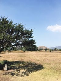 Trees on field against sky