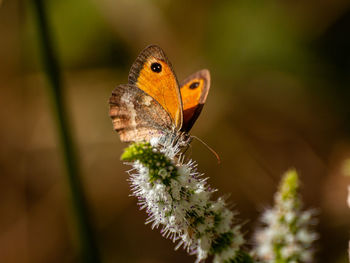 Close-up of butterfly pollinating on flower